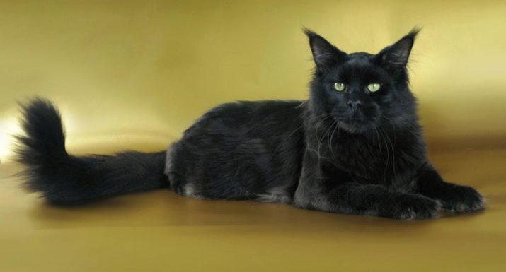 Чорний мейн-кун (26 фото): опис кошеня, великий дорослого кота чорного забарвлення і чорної кішки з зеленими очима