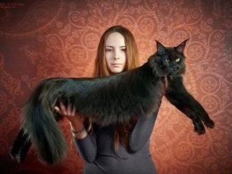 Чорний мейн-кун (26 фото): опис кошеня, великий дорослого кота чорного забарвлення і чорної кішки з зеленими очима