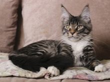Чорний мейн-кун (26 фото): опис кошеня, великий дорослого кота чорного забарвлення і чорної кішки з зеленими очима