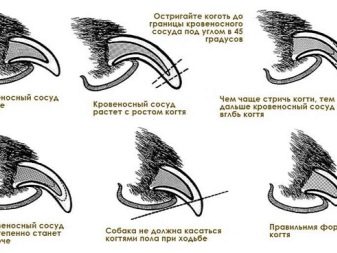 Чорний шарпей (23 фото): опис цуценят чорного забарвлення, характер дорослої собаки чорного кольору