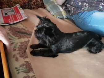 Чорний йоркширський тер’єр (22 фото): опис йорків чорного забарвлення. Характер породи. Особливості змісту