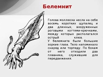 Чортів палець (45 фото): лікувальні властивості каменю, місця проживання белемнітів, застосування ростров в медицині. Як виглядають скам’янілості і де їх шукати?