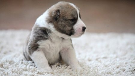 Цуценята алабая у 2 місяці (22 фото): чим їх годувати і скільки вони повинні важити? Як виховувати цуценят?