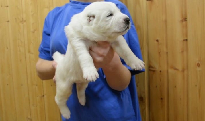 Цуценята алабая у 2 місяці (22 фото): чим їх годувати і скільки вони повинні важити? Як виховувати цуценят?