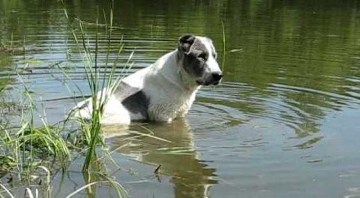 Цуценята алабая у 2 місяці (22 фото): чим їх годувати і скільки вони повинні важити? Як виховувати цуценят?
