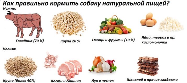 Цуценята алабая у 2 місяці (22 фото): чим їх годувати і скільки вони повинні важити? Як виховувати цуценят?