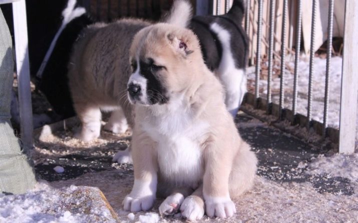 Цуценята алабая у 2 місяці (22 фото): чим їх годувати і скільки вони повинні важити? Як виховувати цуценят?