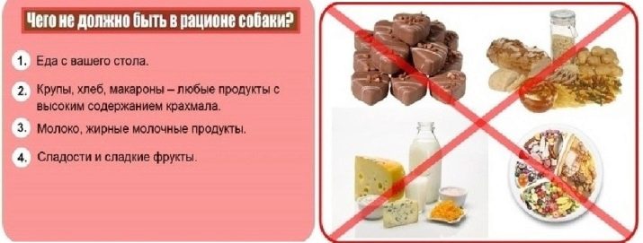 Цуценята алабая у 2 місяці (22 фото): чим їх годувати і скільки вони повинні важити? Як виховувати цуценят?