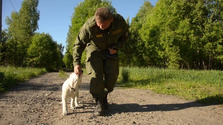 Цуценята алабая у 2 місяці (22 фото): чим їх годувати і скільки вони повинні важити? Як виховувати цуценят?