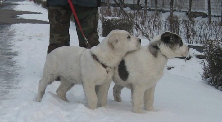 Цуценята алабая у 2 місяці (22 фото): чим їх годувати і скільки вони повинні важити? Як виховувати цуценят?