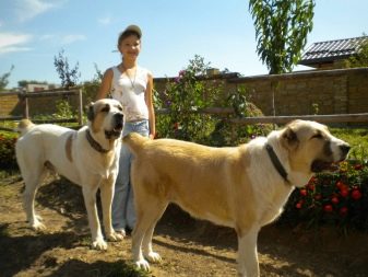 Цуценята алабая у 2 місяці (22 фото): чим їх годувати і скільки вони повинні важити? Як виховувати цуценят?