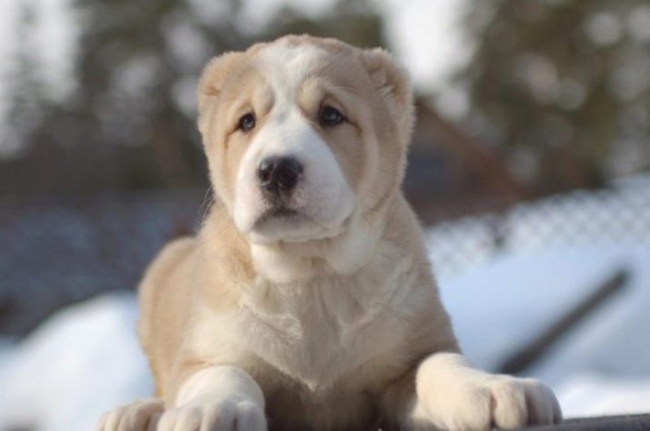 Цуценята алабая у 2 місяці (22 фото): чим їх годувати і скільки вони повинні важити? Як виховувати цуценят?