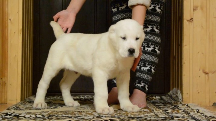 Цуценята алабая у 2 місяці (22 фото): чим їх годувати і скільки вони повинні важити? Як виховувати цуценят?