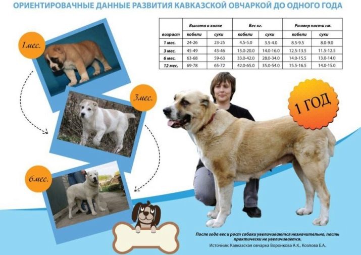 Цуценята алабая у 2 місяці (22 фото): чим їх годувати і скільки вони повинні важити? Як виховувати цуценят?