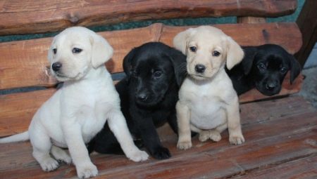 Цуценята лабрадора віком 1 місяць (32 фото): як виглядає і як годувати місячне цуценя лабрадора-ретривера в домашніх умовах? Скільки повинен важити?