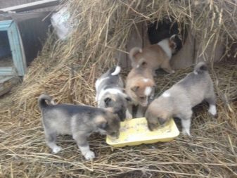 Цуценята лайки в 1-2 місяці (23 фото): чим годувати? Особливості виховання цуценят місячного і двомісячного віку, норми годівлі