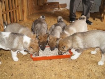 Цуценята лайки в 1-2 місяці (23 фото): чим годувати? Особливості виховання цуценят місячного і двомісячного віку, норми годівлі
