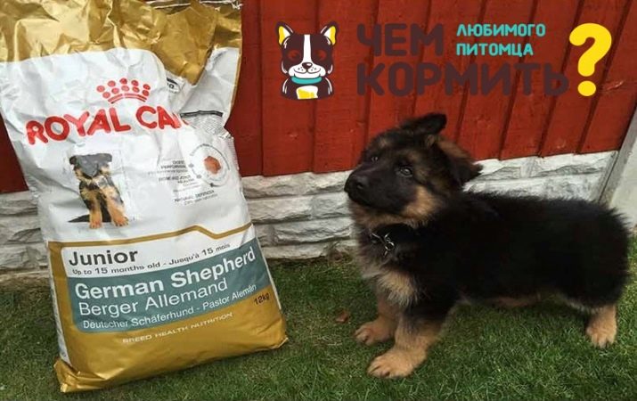 Цуценята німецьких вівчарок в 4 місяці (19 фото): особливості забарвлень. Скільки цуценята повинні важити? Правила харчування та норми ваги