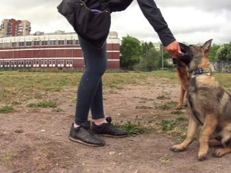 Цуценята німецької вівчарки 3 місяці (26 фото): особливості годівлі. Як виглядає щеня і скільки він повинен важити?