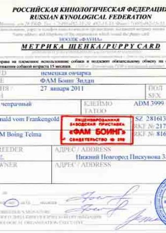 Цуценята німецької вівчарки 3 місяці (26 фото): особливості годівлі. Як виглядає щеня і скільки він повинен важити?