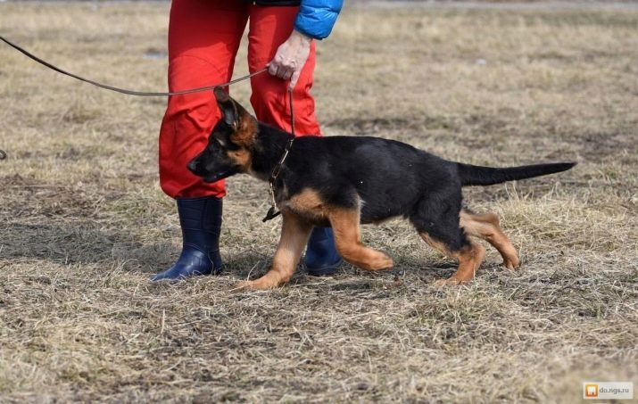 Цуценята німецької вівчарки в 2 місяці (33 фото): чим їх годувати? Правила годування. Скільки чистокровний щеня повинен важити і як він виглядає?