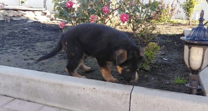 Цуценята німецької вівчарки в 2 місяці (33 фото): чим їх годувати? Правила годування. Скільки чистокровний щеня повинен важити і як він виглядає?