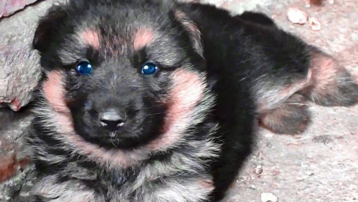 Цуценята німецької вівчарки в 2 місяці (33 фото): чим їх годувати? Правила годування. Скільки чистокровний щеня повинен важити і як він виглядає?