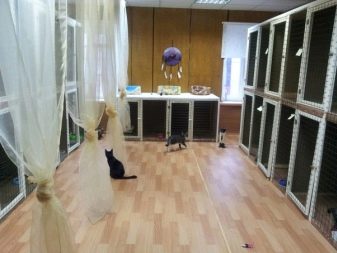 Де можна залишити кішку на час відпустки? Особливості притулків для котів. Можна залишити кішку будинку одну?