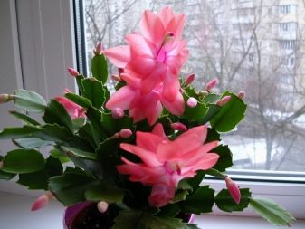 Декор кухні (66 фото): як прикрасити її дрібницями? Як красиво оформити інтер’єр декоративними овочами та фруктами та іншими кухонними прикрасами?