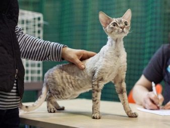 Девон-рекс (105 фото): опис і особливості характеру кошенят. Характеристика котів чорного, рудого та іншого забарвлення. Відгуки власників