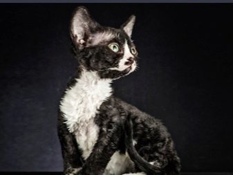 Девон-рекс (105 фото): опис і особливості характеру кошенят. Характеристика котів чорного, рудого та іншого забарвлення. Відгуки власників