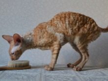 Девон-рекс (105 фото): опис і особливості характеру кошенят. Характеристика котів чорного, рудого та іншого забарвлення. Відгуки власників