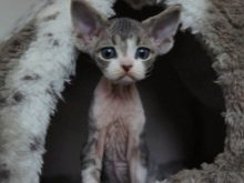 Девон-рекс (105 фото): опис і особливості характеру кошенят. Характеристика котів чорного, рудого та іншого забарвлення. Відгуки власників