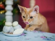 Девон-рекс (105 фото): опис і особливості характеру кошенят. Характеристика котів чорного, рудого та іншого забарвлення. Відгуки власників