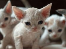 Девон-рекс (105 фото): опис і особливості характеру кошенят. Характеристика котів чорного, рудого та іншого забарвлення. Відгуки власників