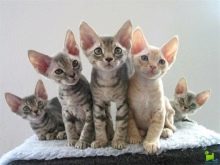 Девон-рекс (105 фото): опис і особливості характеру кошенят. Характеристика котів чорного, рудого та іншого забарвлення. Відгуки власників