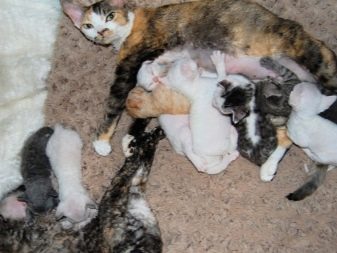Девон-рекс (105 фото): опис і особливості характеру кошенят. Характеристика котів чорного, рудого та іншого забарвлення. Відгуки власників
