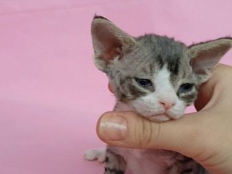 Девон-рекс (105 фото): опис і особливості характеру кошенят. Характеристика котів чорного, рудого та іншого забарвлення. Відгуки власників