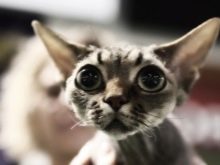 Девон-рекс (105 фото): опис і особливості характеру кошенят. Характеристика котів чорного, рудого та іншого забарвлення. Відгуки власників