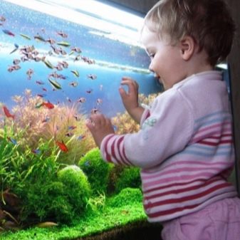 Дитячі акваріуми (17 фото): як вибрати акваріум для дітей? Будь акваріумних рибок можна туди заселити?