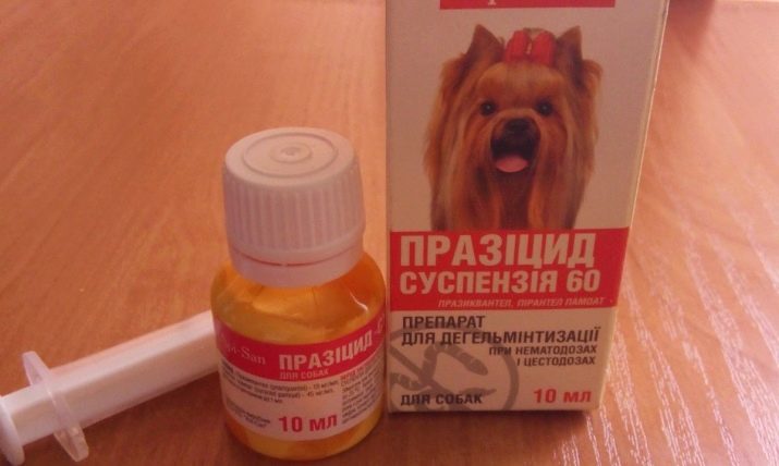 Догляд та утримання ротвейлера: що потрібно для утримання? Чим годувати цуценя в домашніх умовах? Як правильно доглядати за ним взимку?