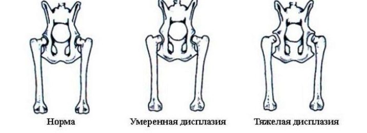 Догляд та утримання ротвейлера: що потрібно для утримання? Чим годувати цуценя в домашніх умовах? Як правильно доглядати за ним взимку?