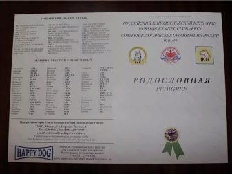 Гладкошерсті чихуахуа (34 фото): опис дорослих короткошерстих собак, догляд за ними під час линьки