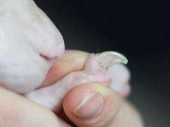 Кішка український левкой (24 фото): особливості породи, характер лисих котів. Правила утримання та годування кішок