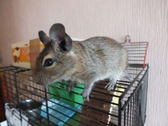 Клітка для дегу (22 фото): розміри і облаштування клітини, вольєри і тераріуму для чилійської білки. Як правильно розмістити все необхідне в клітці?