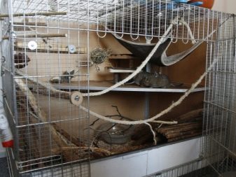Клітка для дегу (22 фото): розміри і облаштування клітини, вольєри і тераріуму для чилійської білки. Як правильно розмістити все необхідне в клітці?