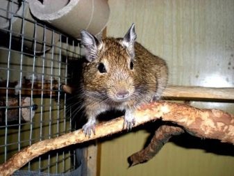 Клітка для дегу (22 фото): розміри і облаштування клітини, вольєри і тераріуму для чилійської білки. Як правильно розмістити все необхідне в клітці?