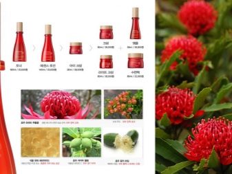 Корейська косметика The Saem: особливості професійної косметики. Її плюси і мінуси. Відгуки