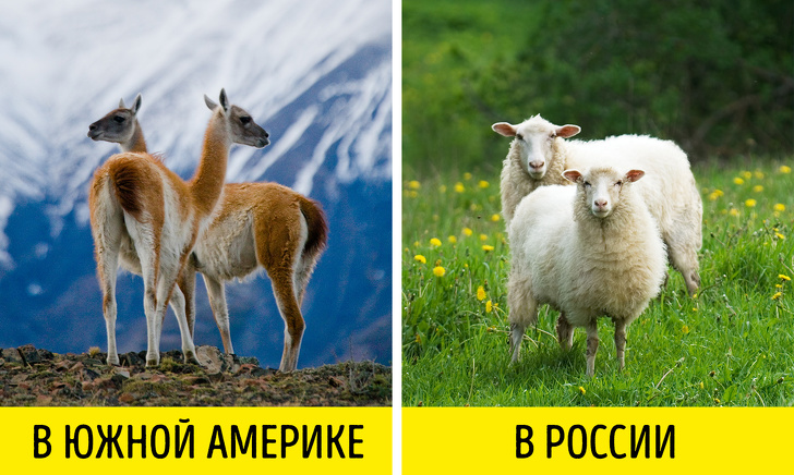 Ми дізналися, чому араби і євреї пишуть справа наліво, і знайшли ще 12 відповідей на ваші «чому»