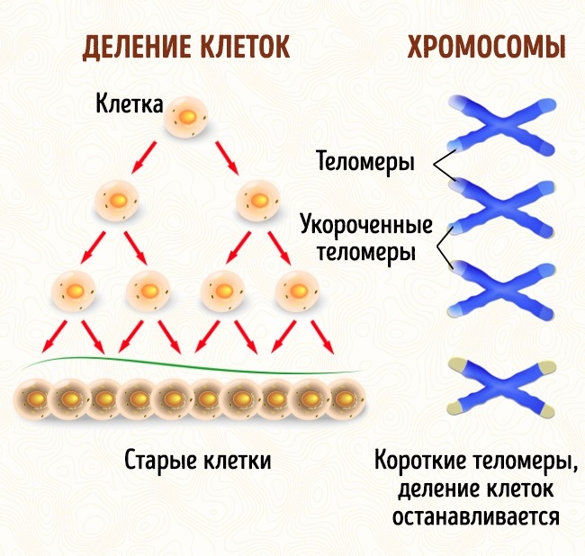 насправді ви набагато молодше, ніж думаєте